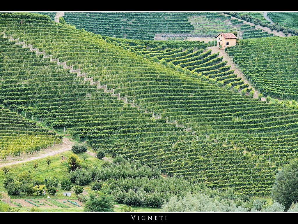 Vigneti  # 3