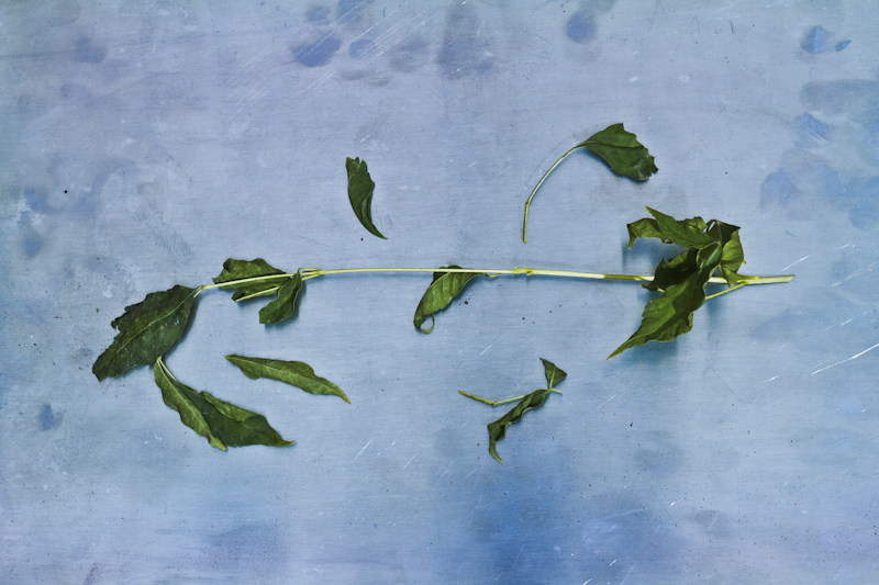 Soglie Estive / Reperti