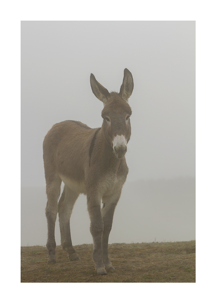 E, improvvisamente, apparisti dalla nebbia............