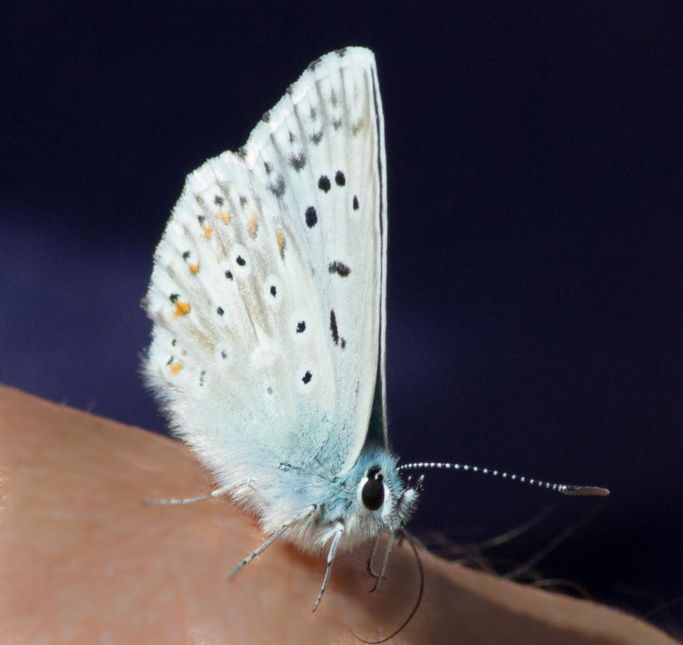 Le fate - Un piccolo miracolo