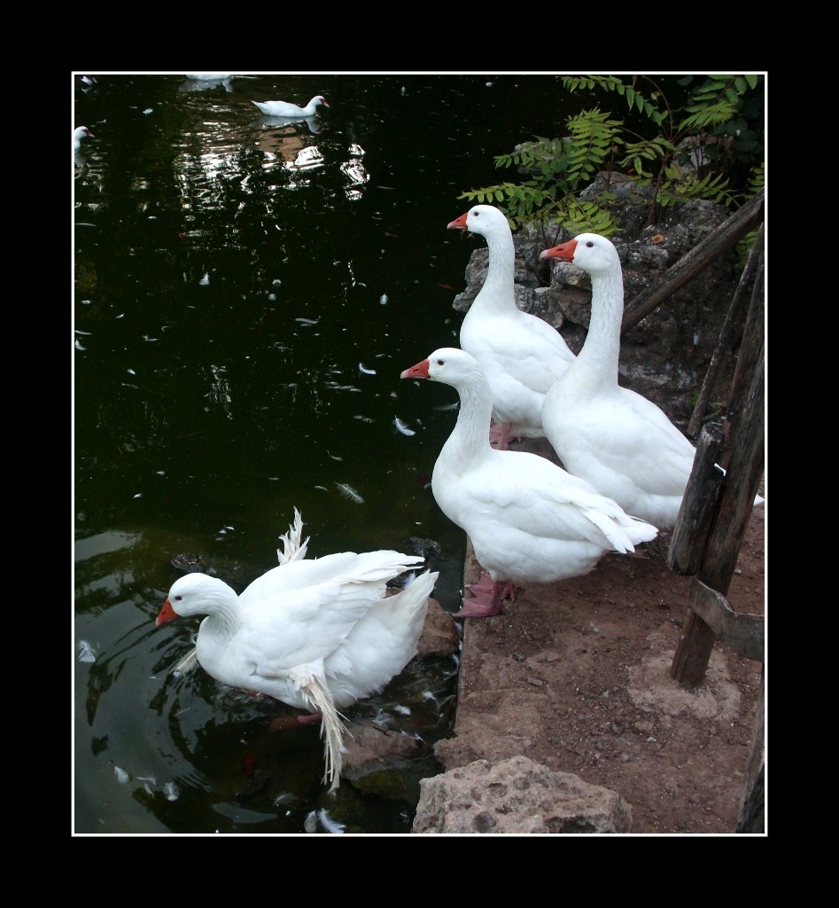 Le papere nello stagno