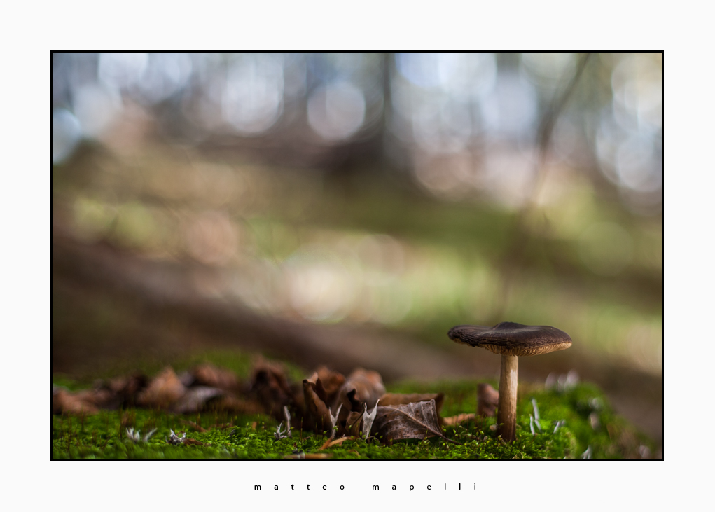 Funghetto sognante