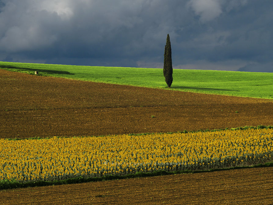Tuscany Fields