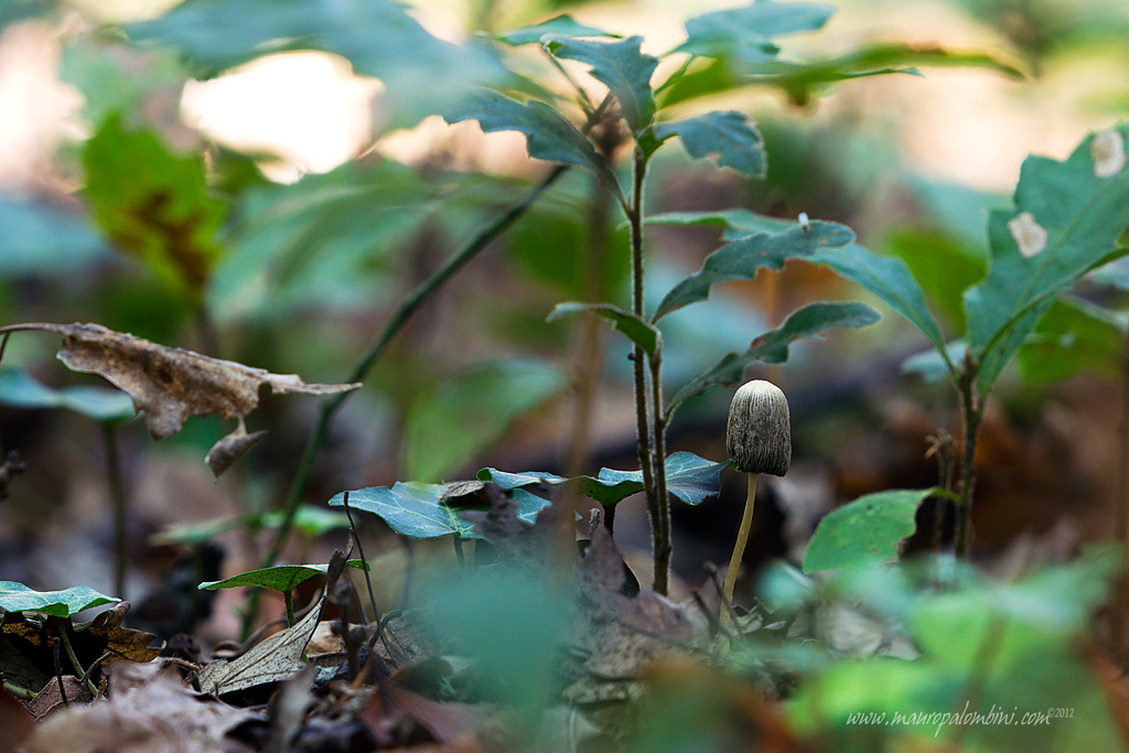 eHi!!! Ci sono anche io...
