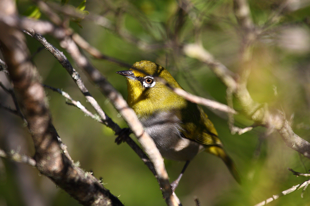 Mountain White-eye (Zosterops montanus)???