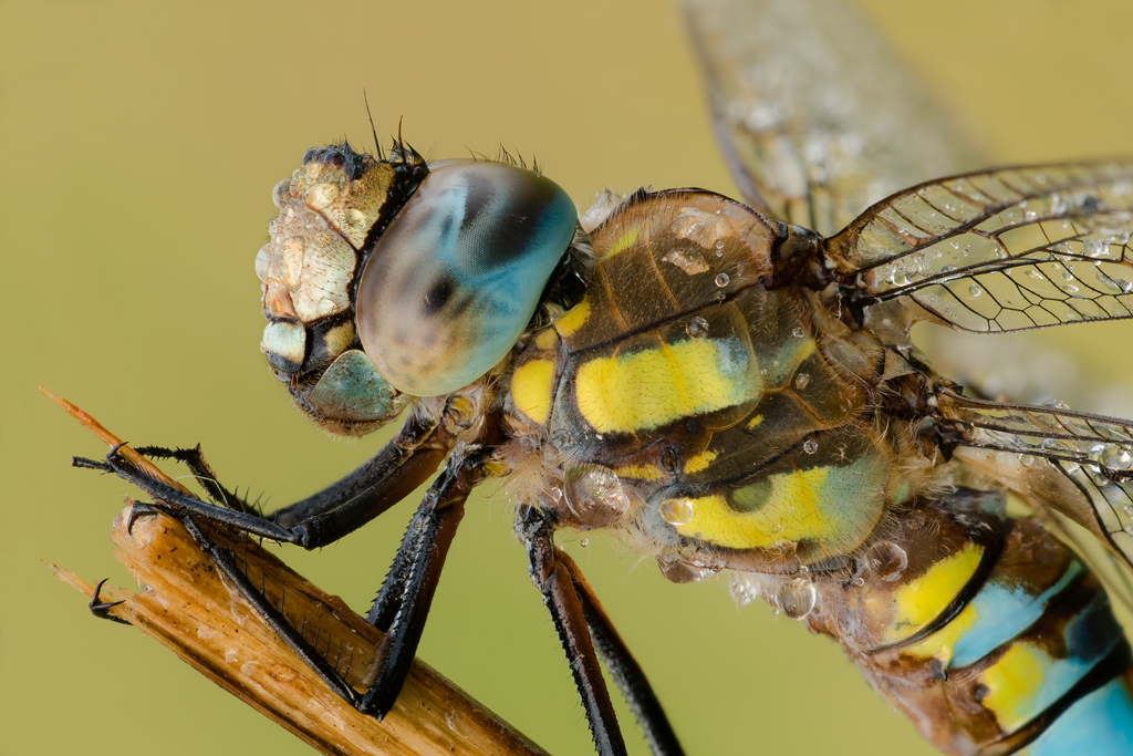 Aeshna mixta - full version