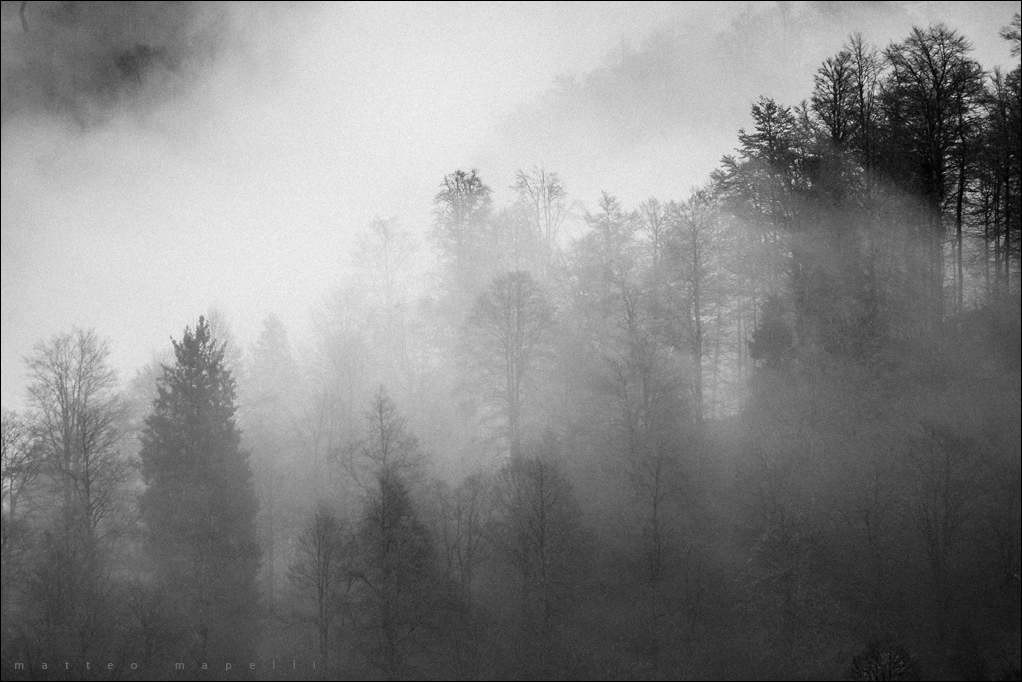 Cansiglio in bianco e nero