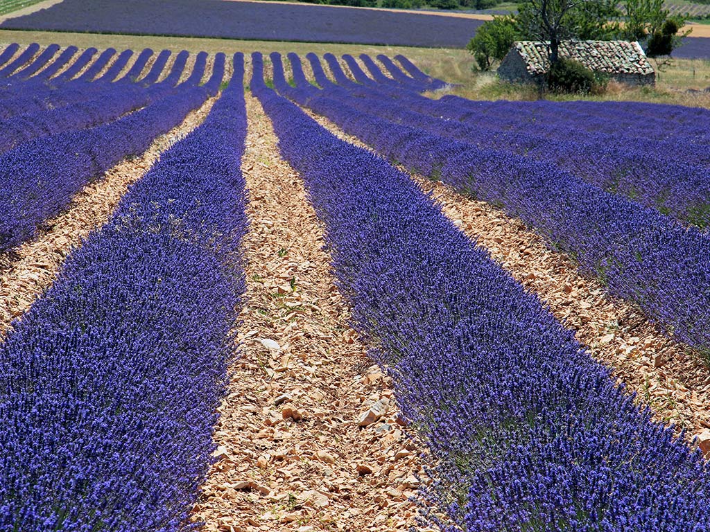 Provenza # 10 - Lavanda