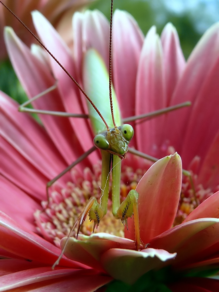 *** GUARDAMI...GUArdami...guardami...... ***