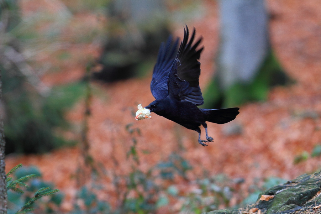 Il corvo e il pulcino