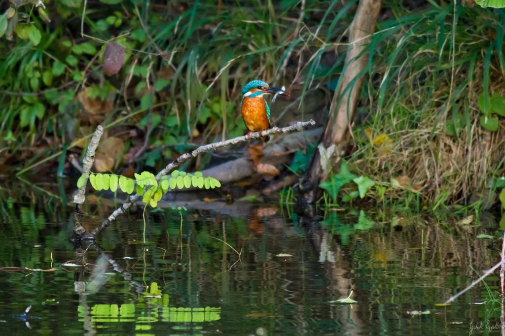 Martin pescatore (Alcedo atthis)