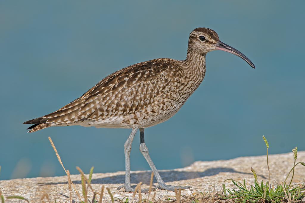 Chiurlo piccolo Numenius phaeopus