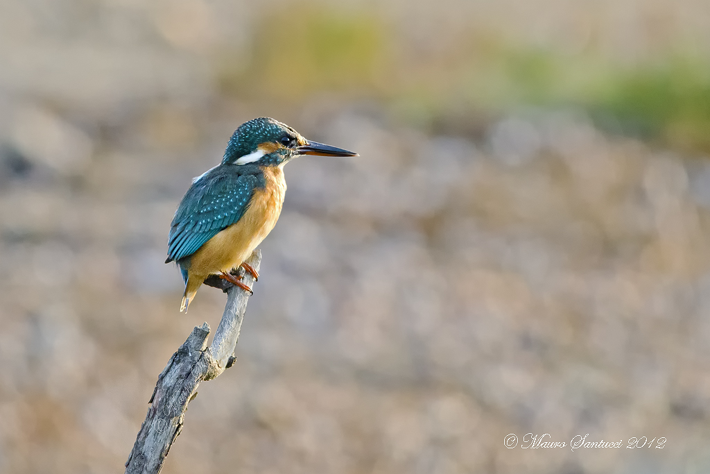 Martin Pescatore (Alcedo atthis)