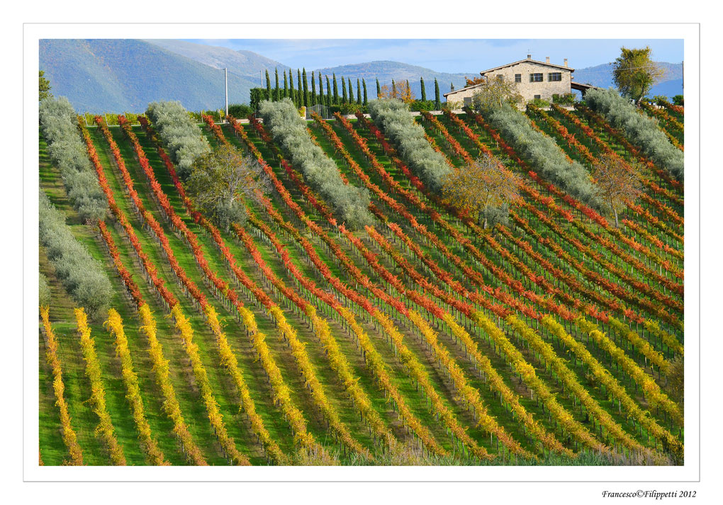 Montefalco (particolare dei vigneti)