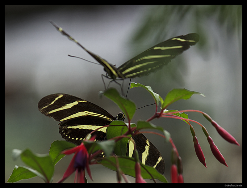 Oasi di Sant'Alessio