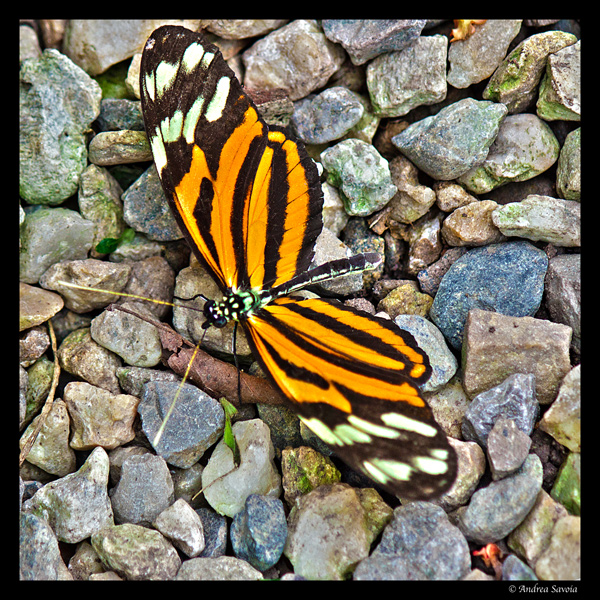 Oasi di Sant'Alessio