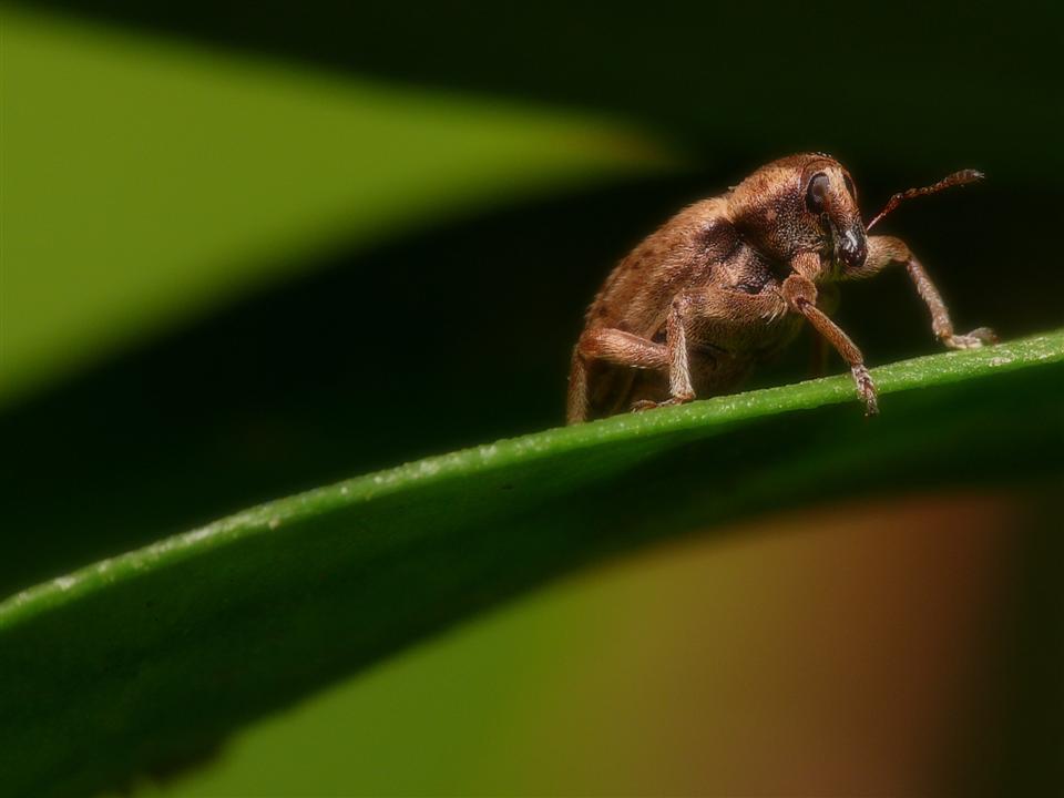 pounteruolo del grano