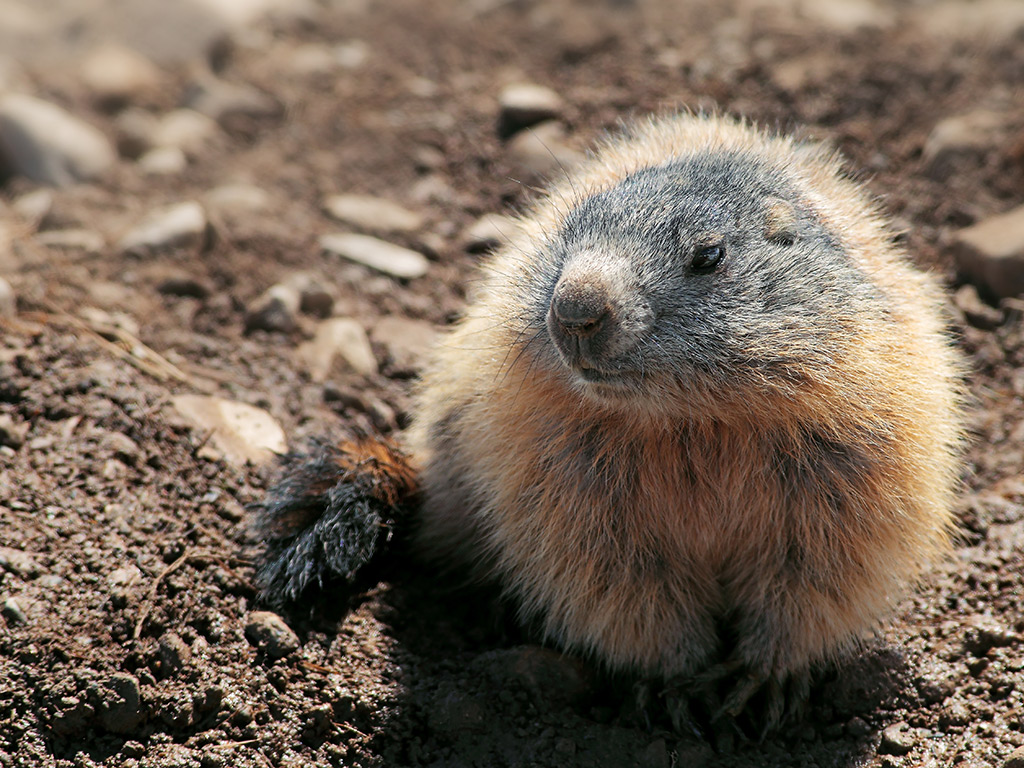 Marmotta # 9