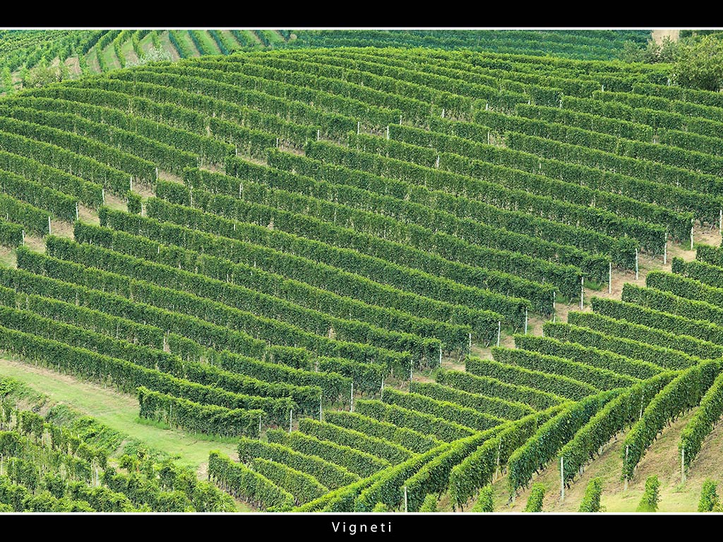 Vigneti # 5