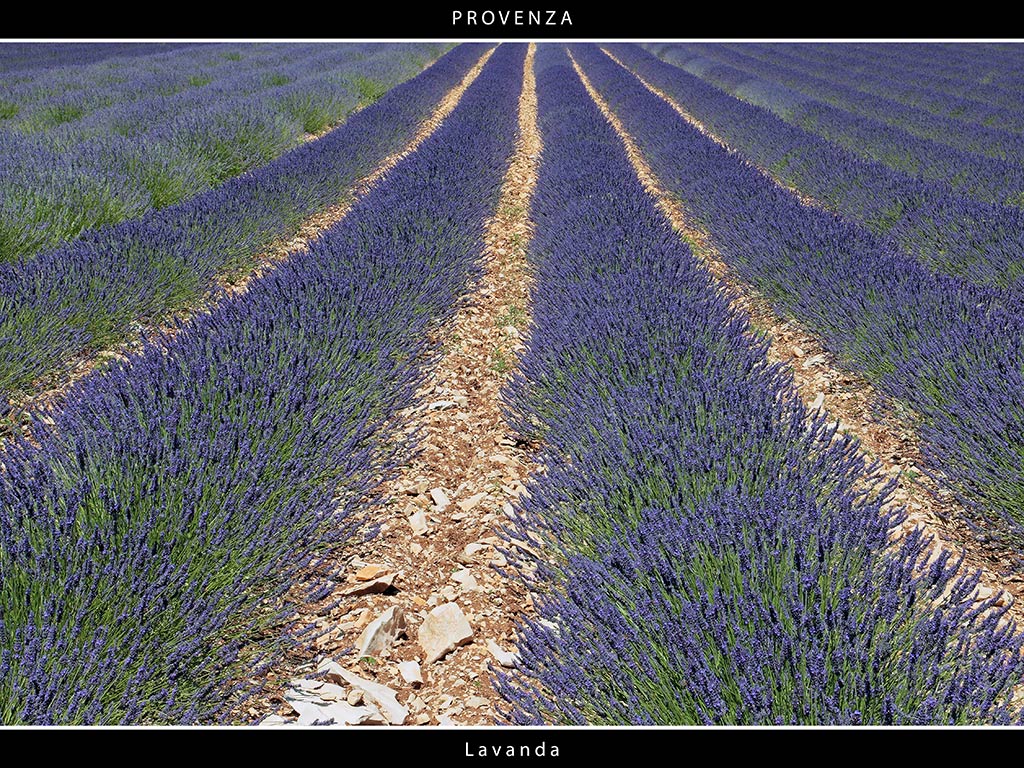Provenza # 12 - Lavanda