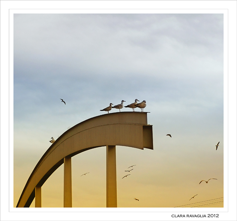 Il trampolino...dei gabbiani