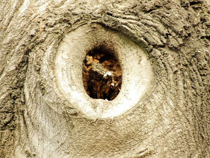 L'occhio di......legno