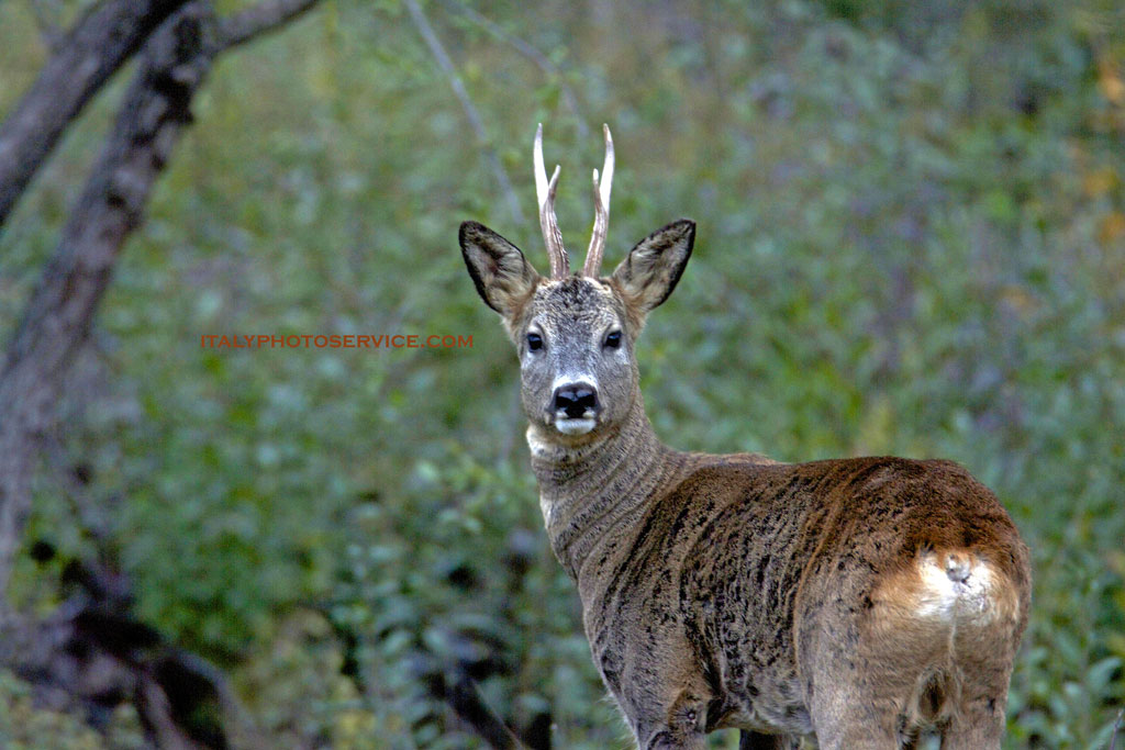 Io lo Guardo...lui si fida di me.