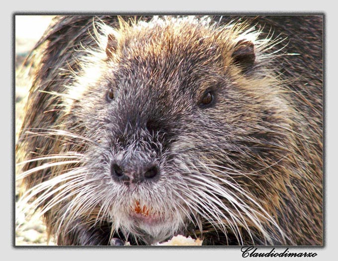 La Nutria