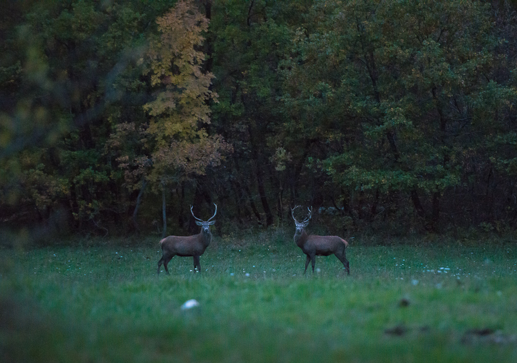 sorpresi mentre combattevano