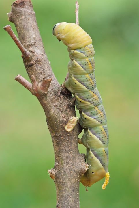 Acherontia atropos - sfinge testa di morto