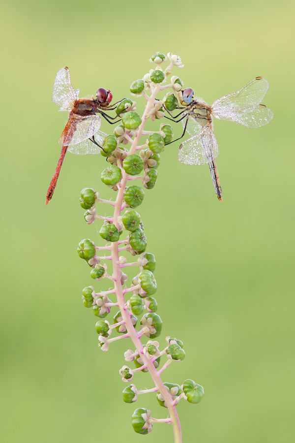 Sympetrum Fonscolombii, masculo e fimmana