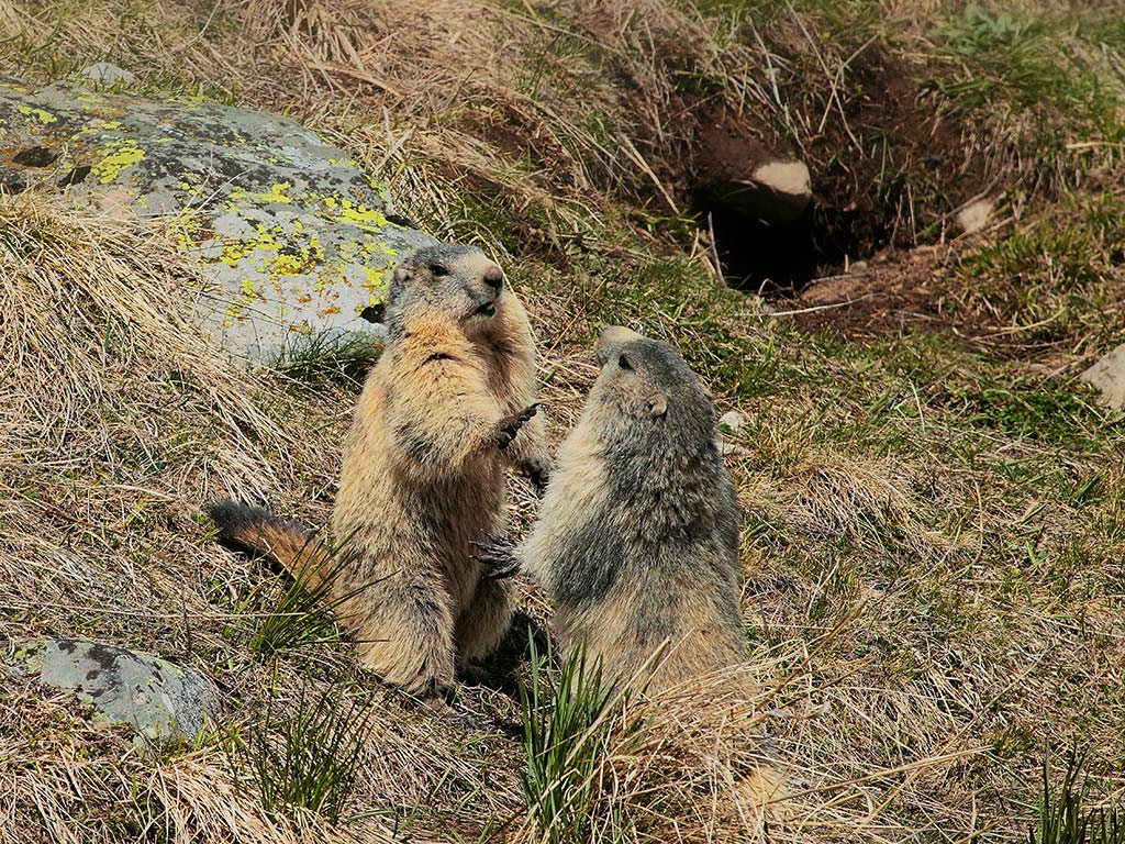 Marmotta # 10