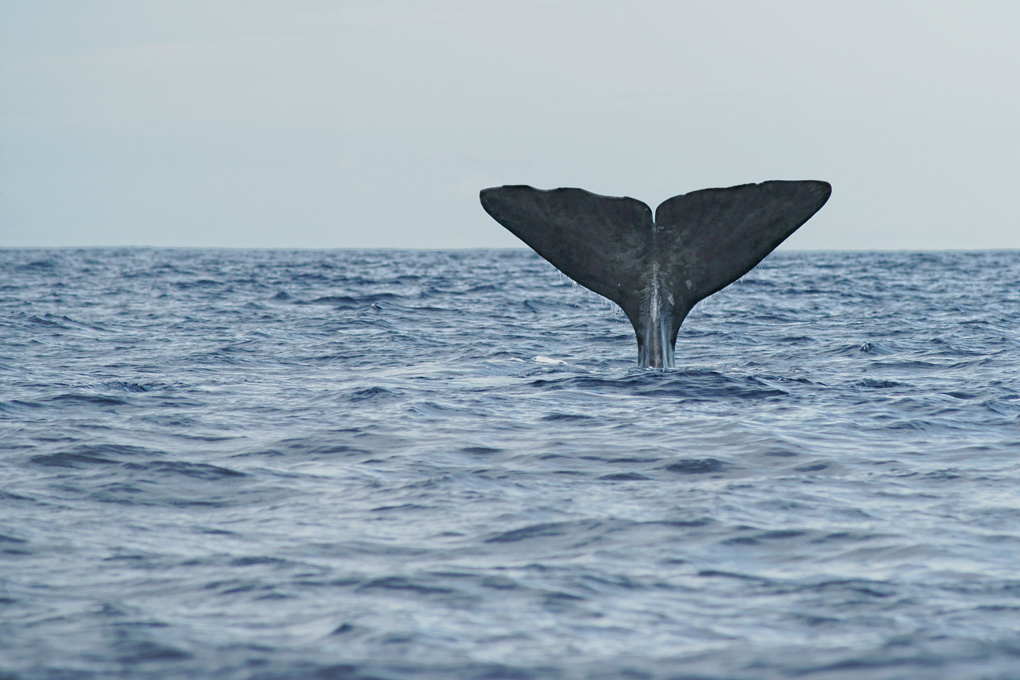 coda di capodoglio 2