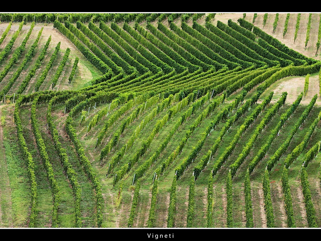 Vigneti # 6