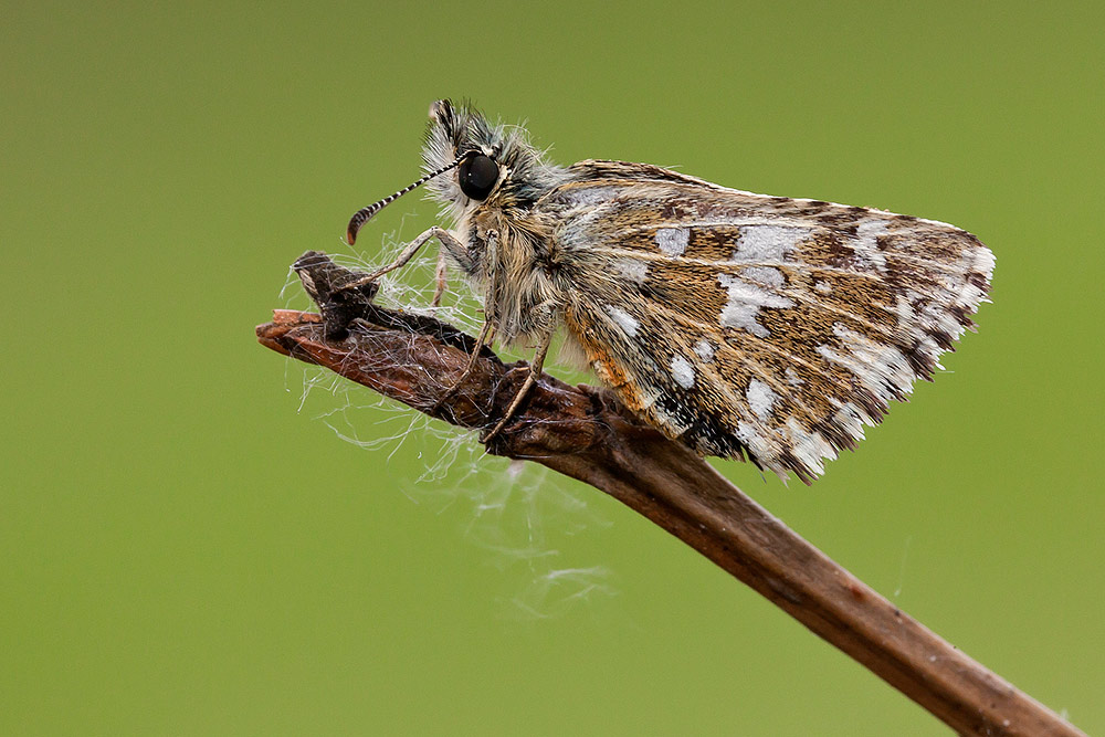 Pyrgus