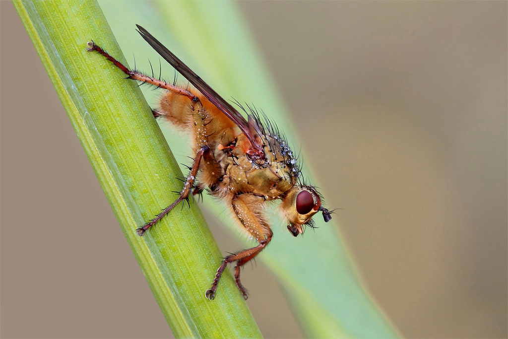 Bruttina E Senza Pretese