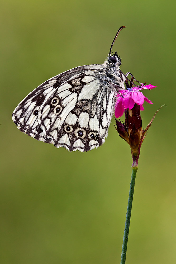 Melanargia