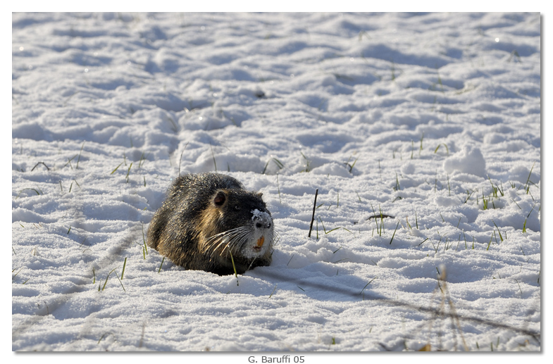 Nutria delle nevi