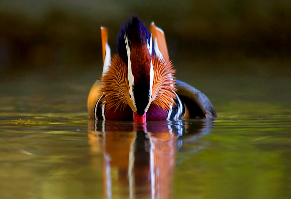 Un arcobaleno di colori