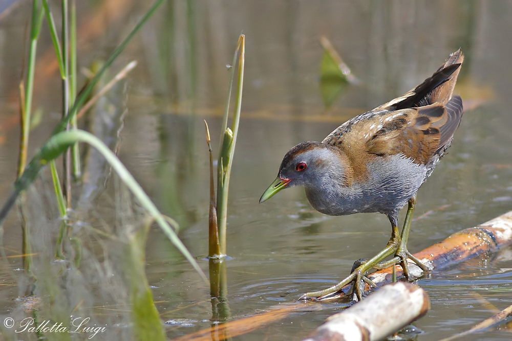 Schiribilla(Porzana parva)