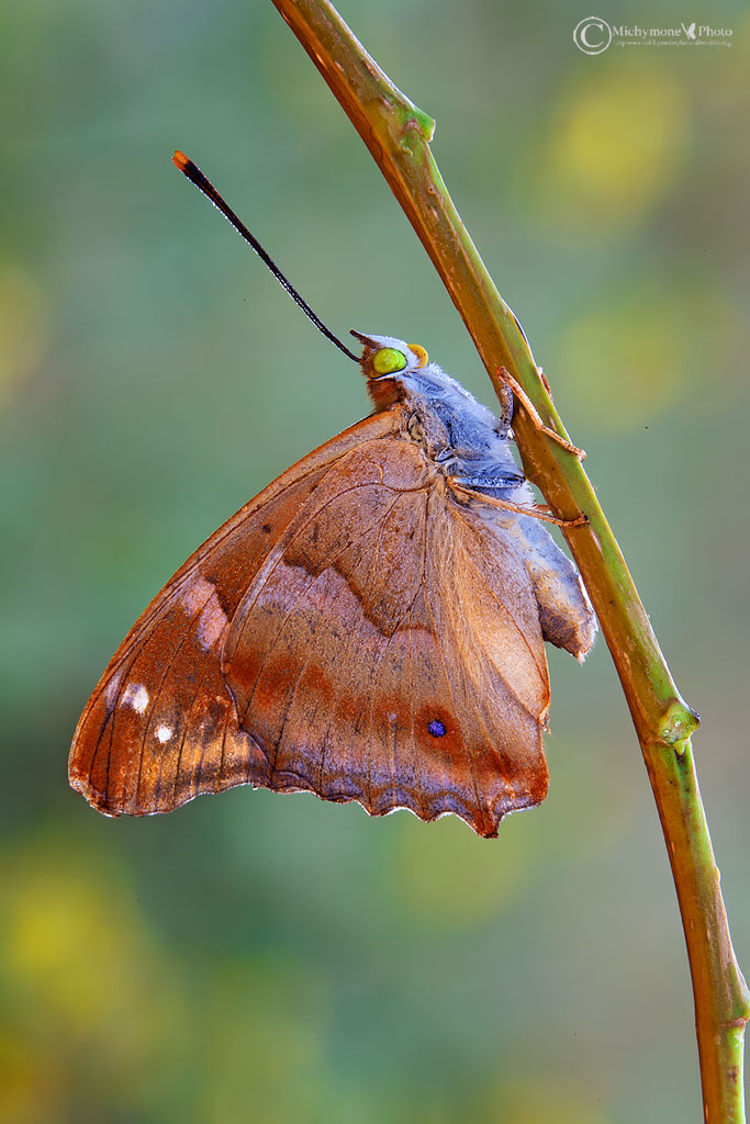 Apatura ilia Denis & Schiff., 1775