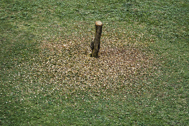 La Sindrome dei Rami Fantasma