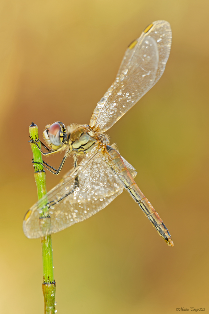 Sympetrum fonscolombii