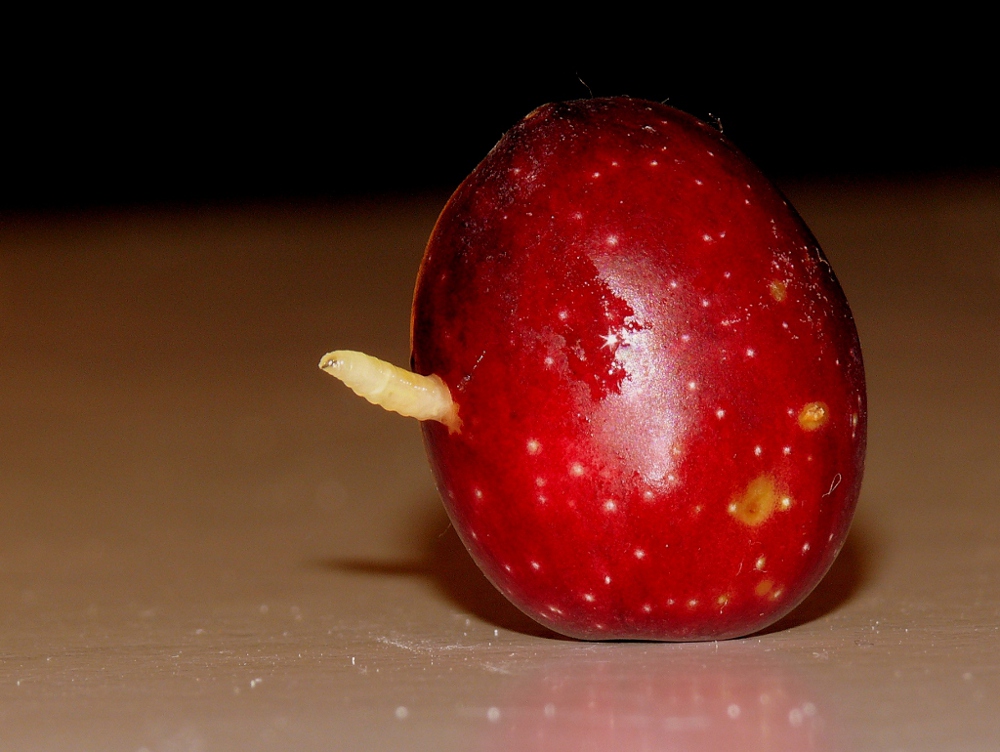 *** Il Fetecchio delle olive ***