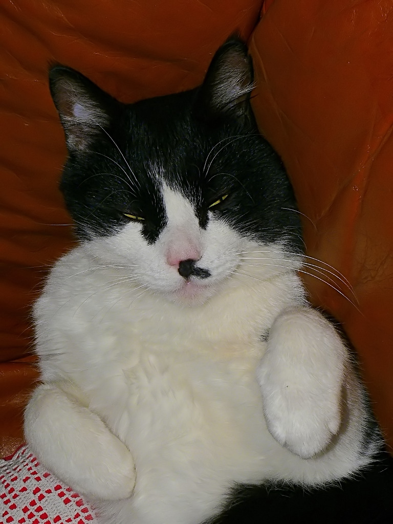 *** Il riposo vigile di Zorro ***