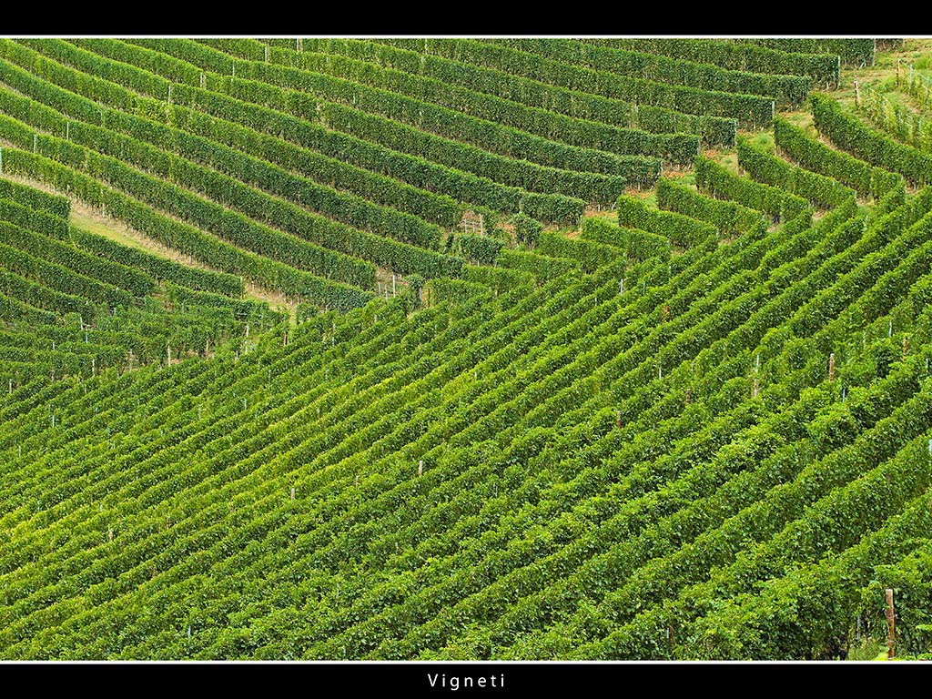 Vigneti # 8