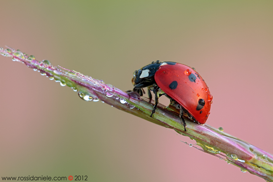 Coccinella septempunctata (Linnaeus, 1758)