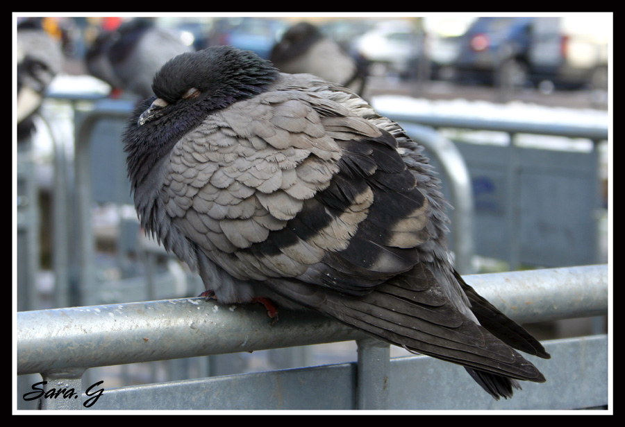 brrr... che freddo......