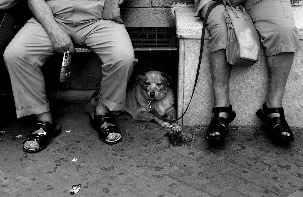 si fanno compagnia...