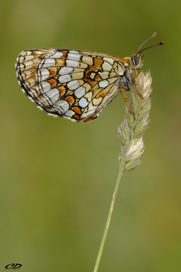 melitaea athalia